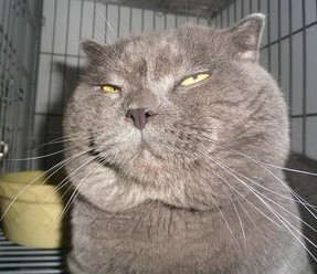 有谁的头像比我这 猫爷 更猥琐!