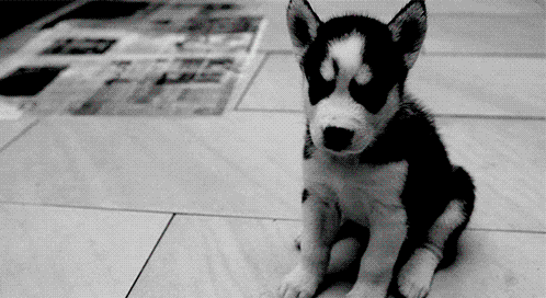 壁纸 动物 狗 狗狗 498_272 gif 动态图 动图