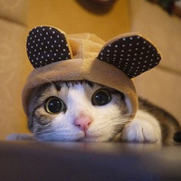 这么多人暗恋我头像,那我就分享一下我收集的猫猫头像