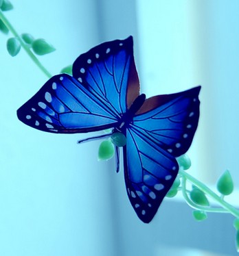 谁有一些蓝色蝴蝶的头像 动图的也可以 好看就行 急用