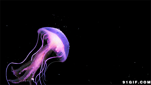 水母.gif