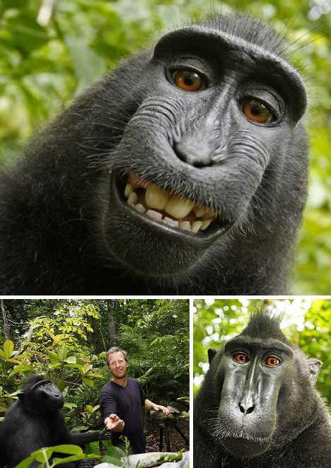 次奥 猩猩 也会自拍